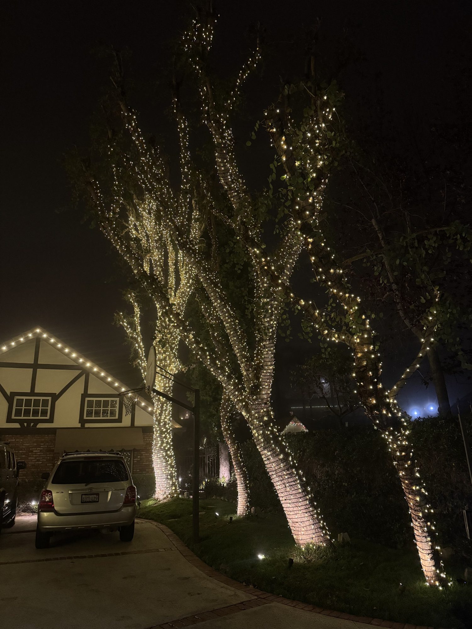Large tree wraps night
