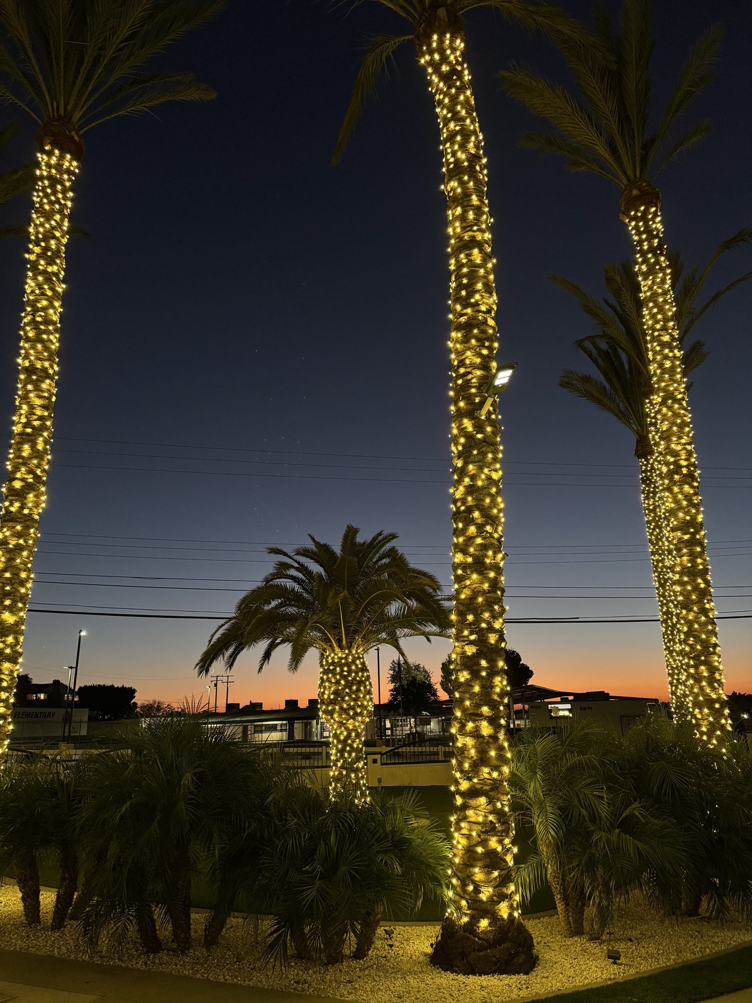 Palm wraps sunset