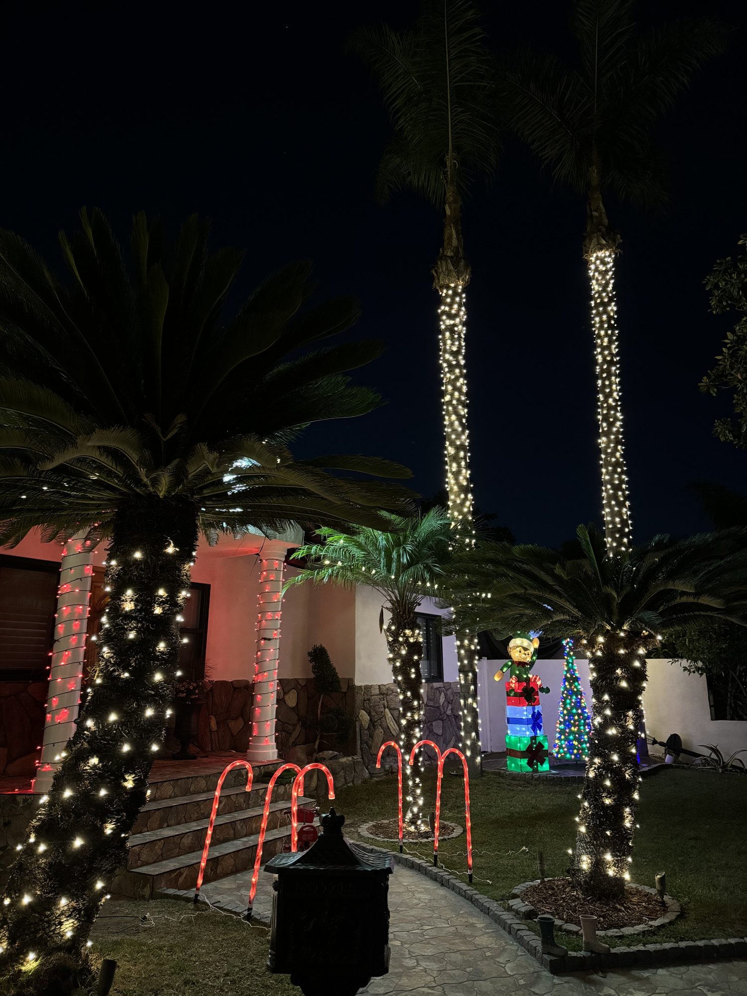 Palm and yard lighting