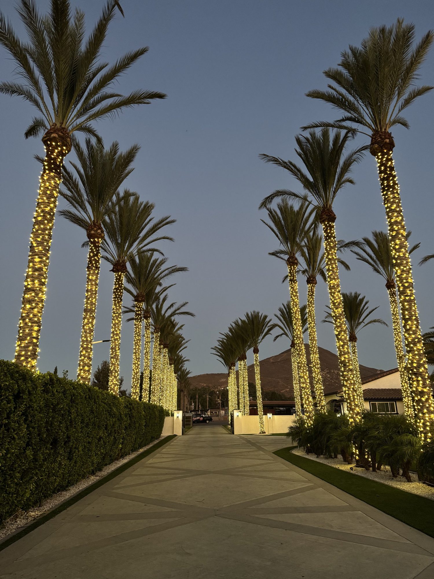 King palm driveway lighting